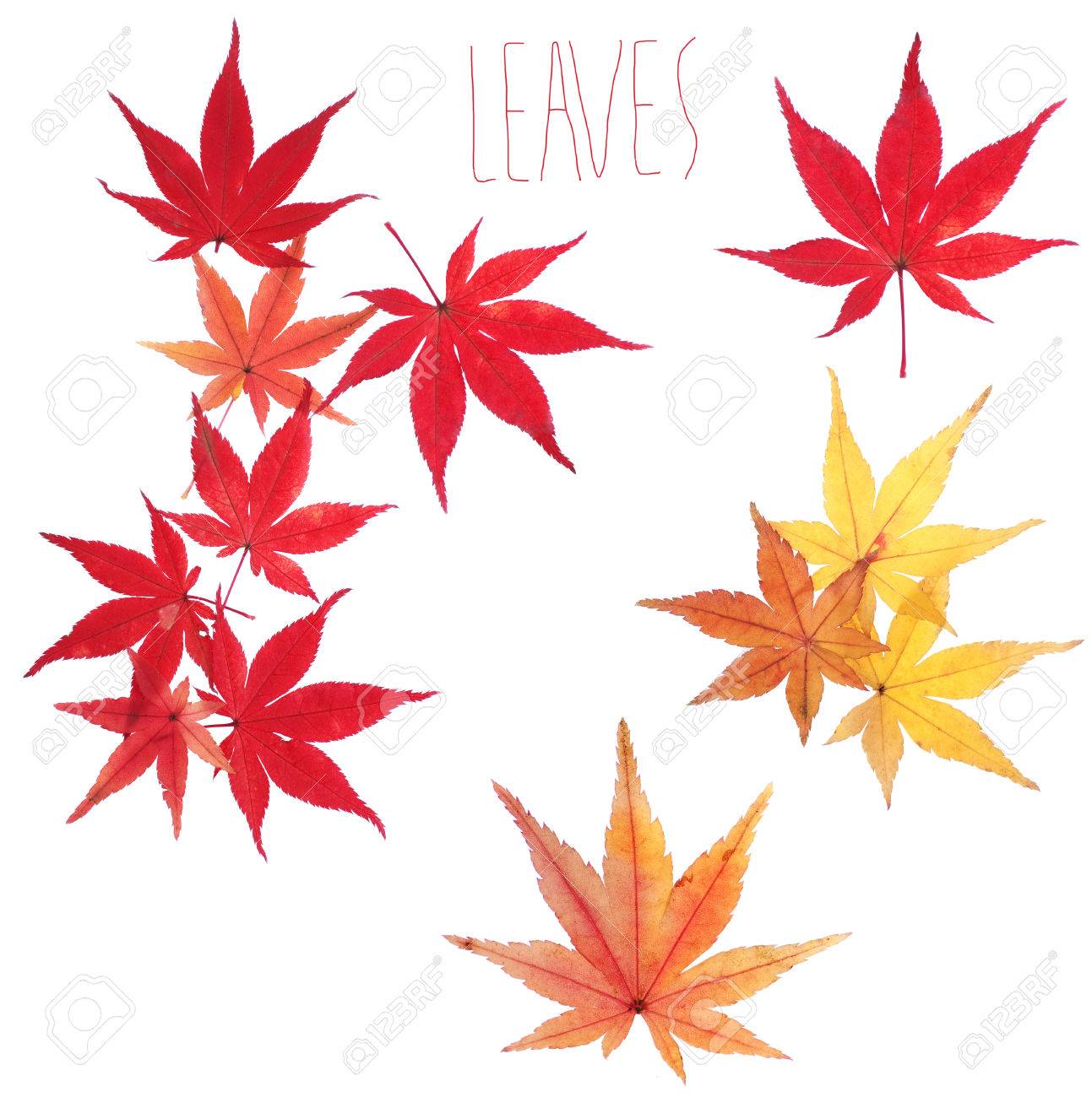 Autumn Leaves Of Japanese Maple Momiji On A White Background Stock