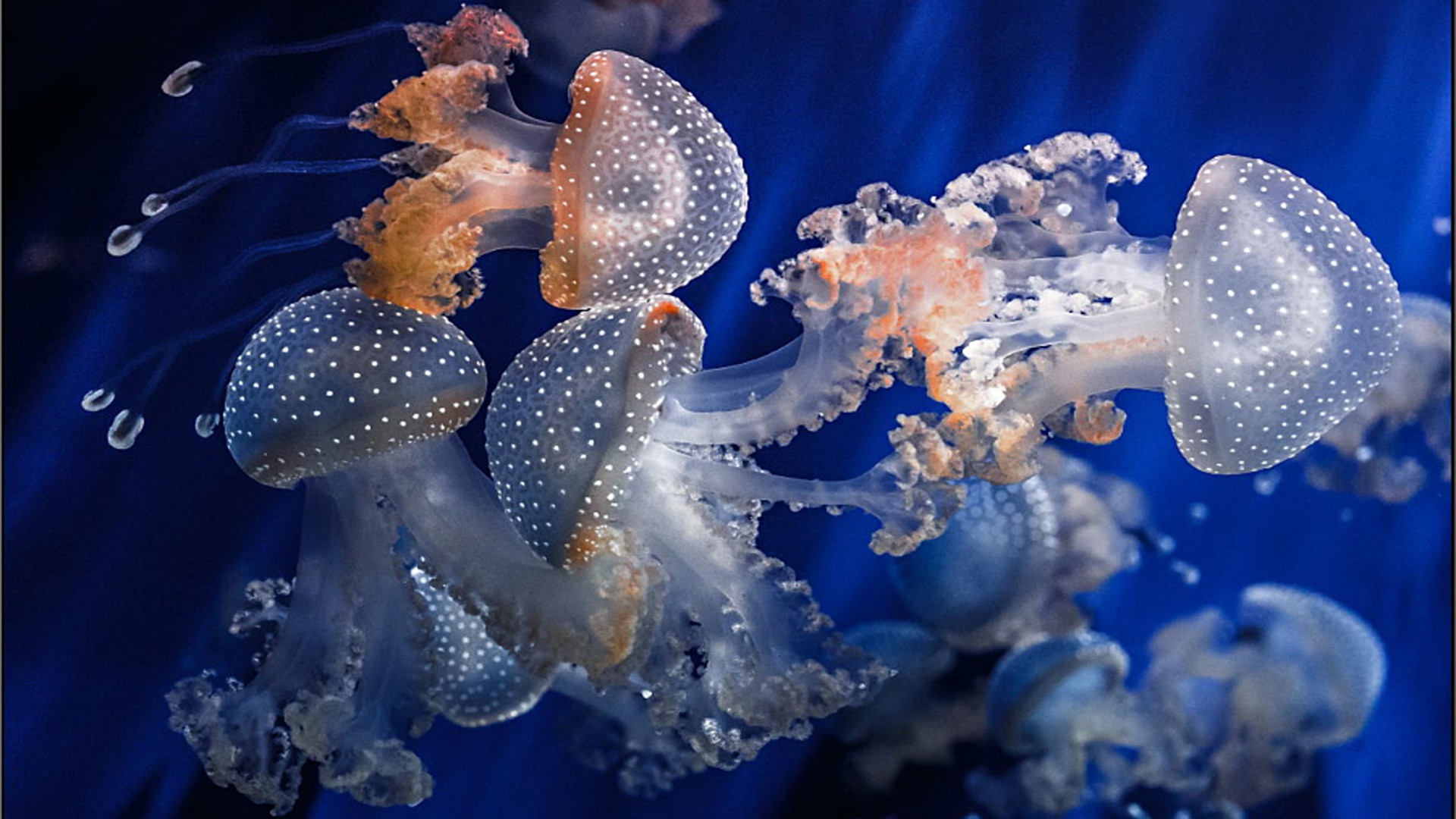 Jellyfish Shaped Mushroom Underwater Fauna HD Wallpaper