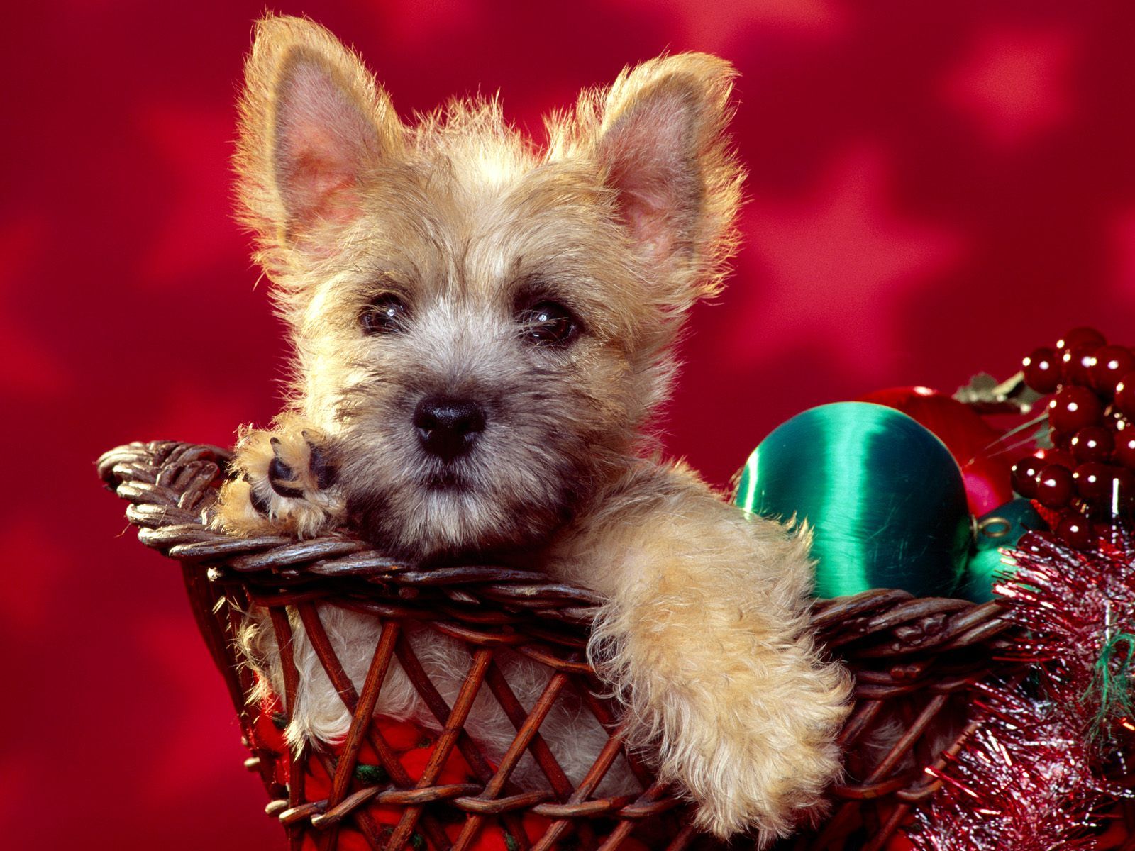 Christmas Dog Puter Wallpaper Picture On