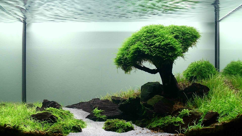 Trees Grass Streams Fish Tank Nature HD Desktop Wallpaper