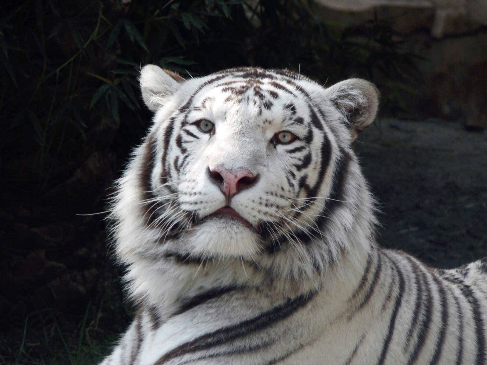 TIGER WALLPAPERS White Tiger Big Head Wallpaper
