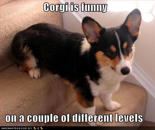 Funny Dog Pictures This Corgi Is On Multiple Levels Jpg