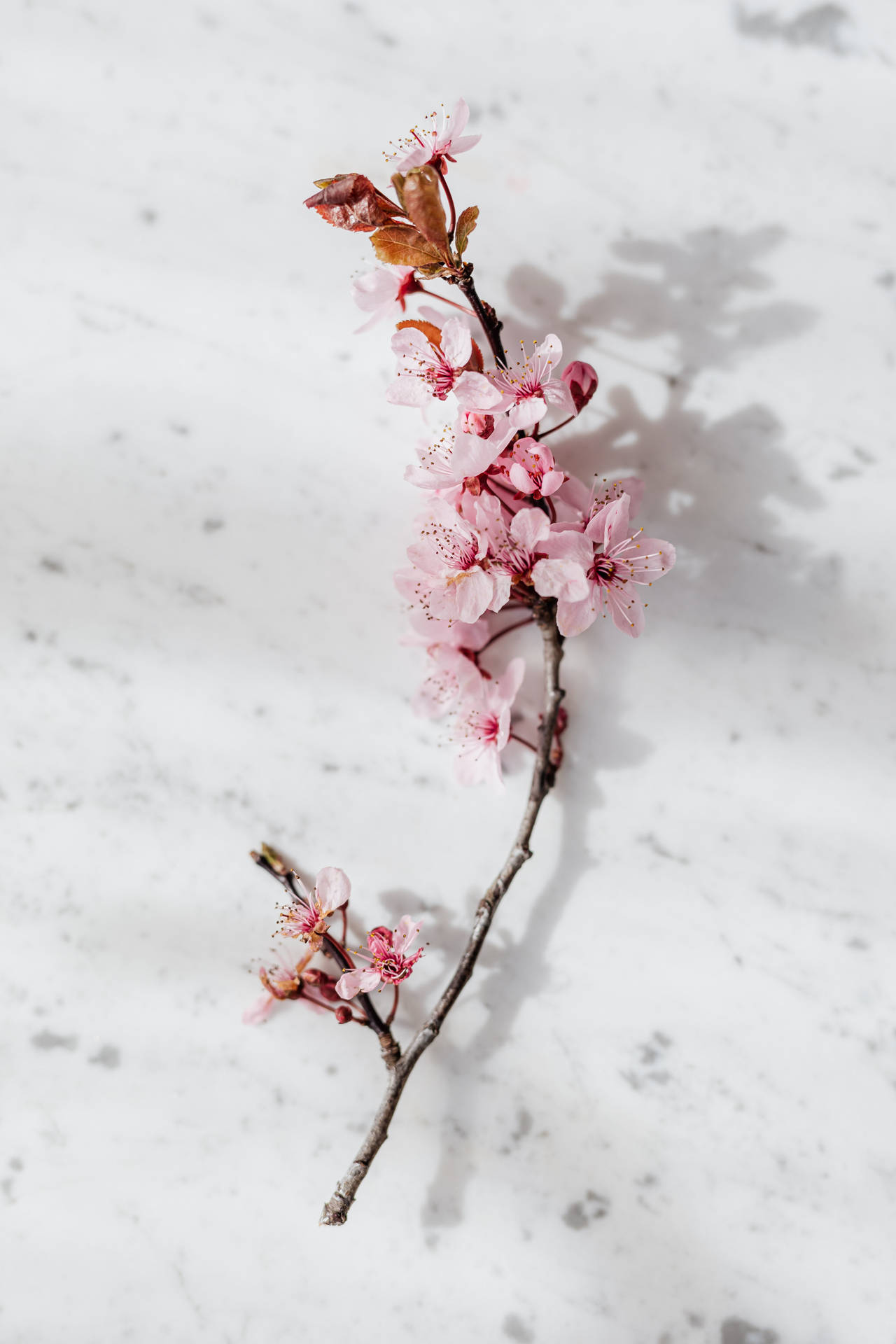 Top Pink Flowers Aesthetic Wallpaper Full HD 4k To Use