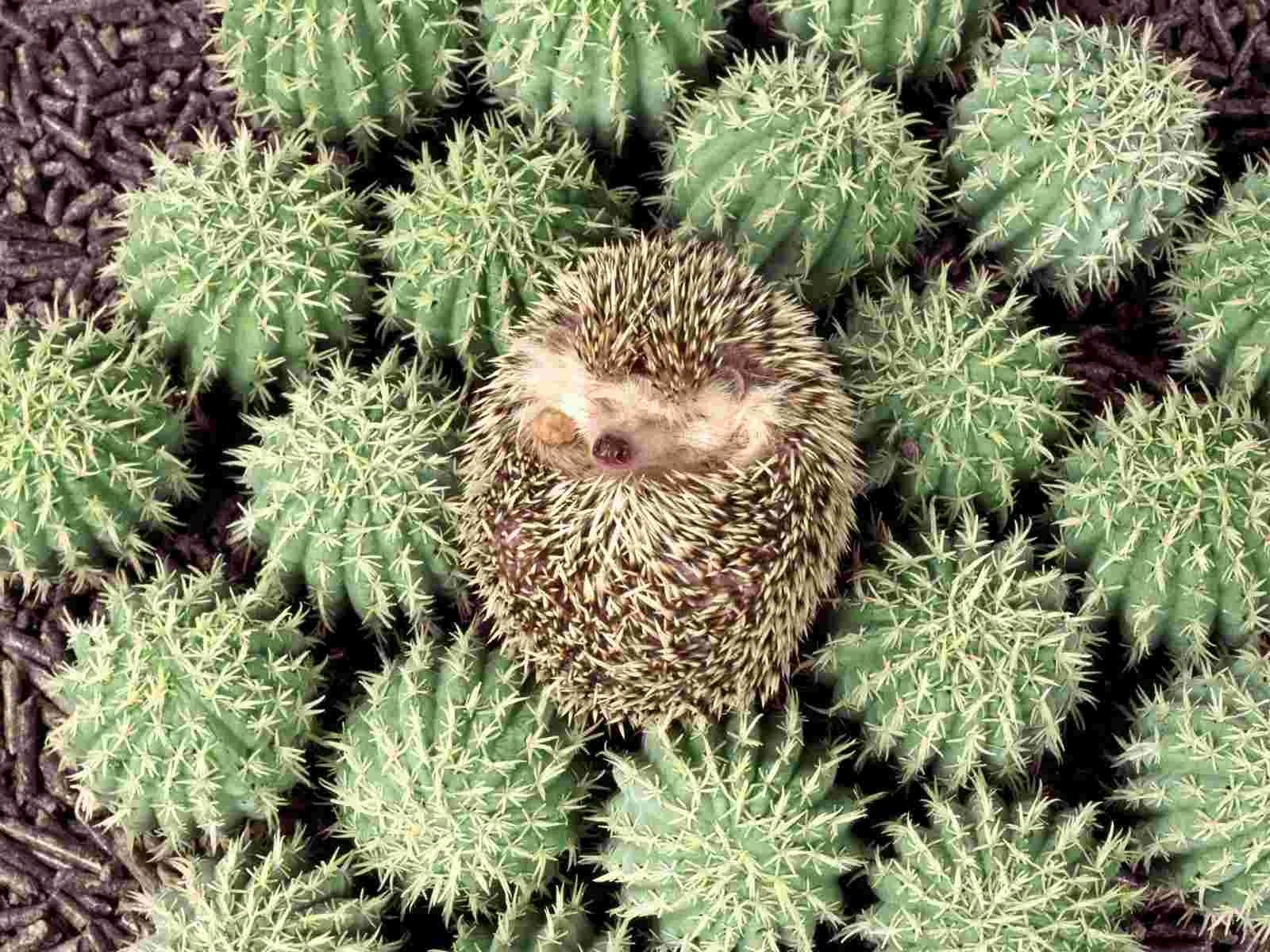 Cozy Bed Hedgehog Wallpaper Cubs Animals Nature