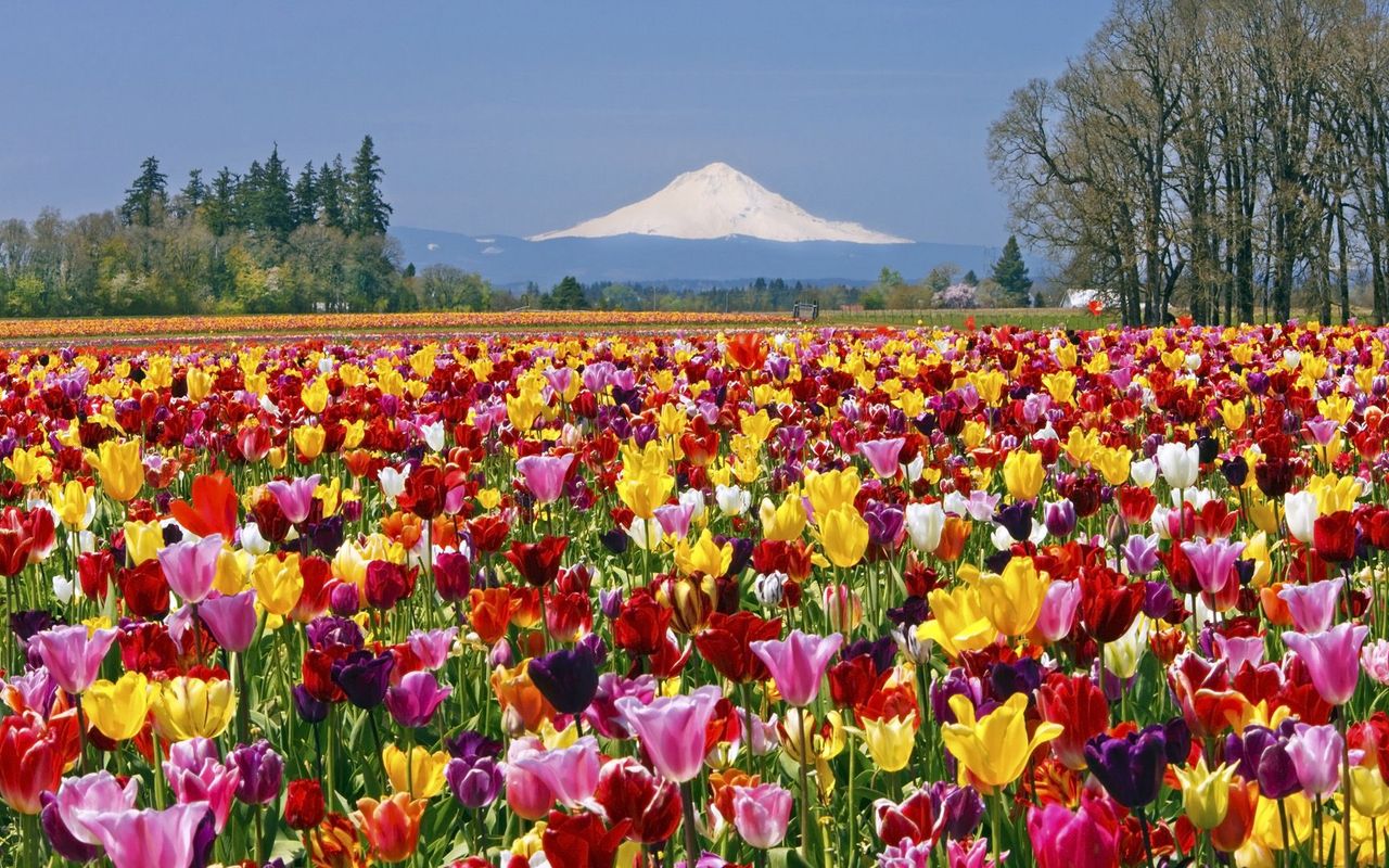 Tulip Field Widescreen Wallpaper