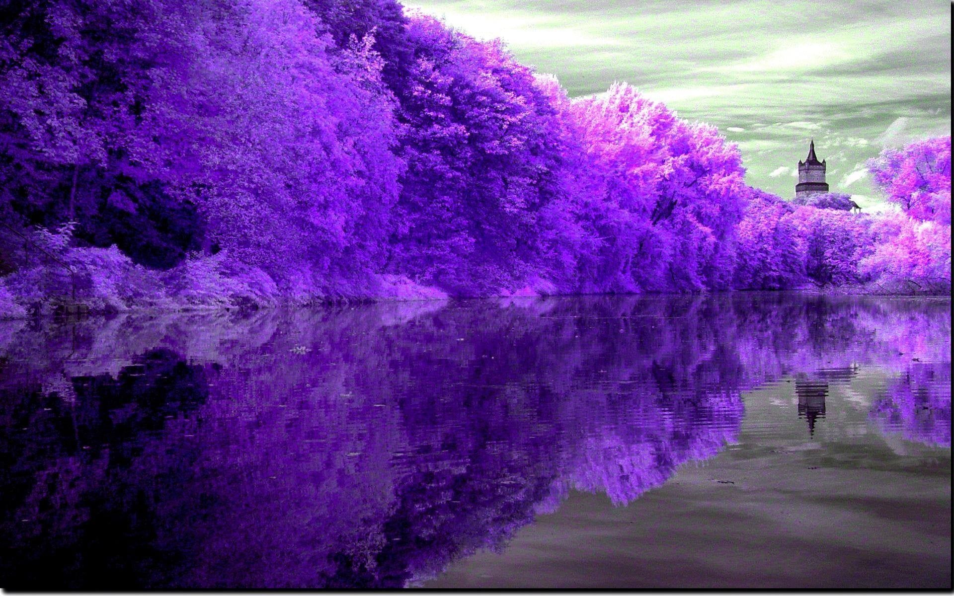 Purple Trees Nature Landscape Lake HD Wallpaper