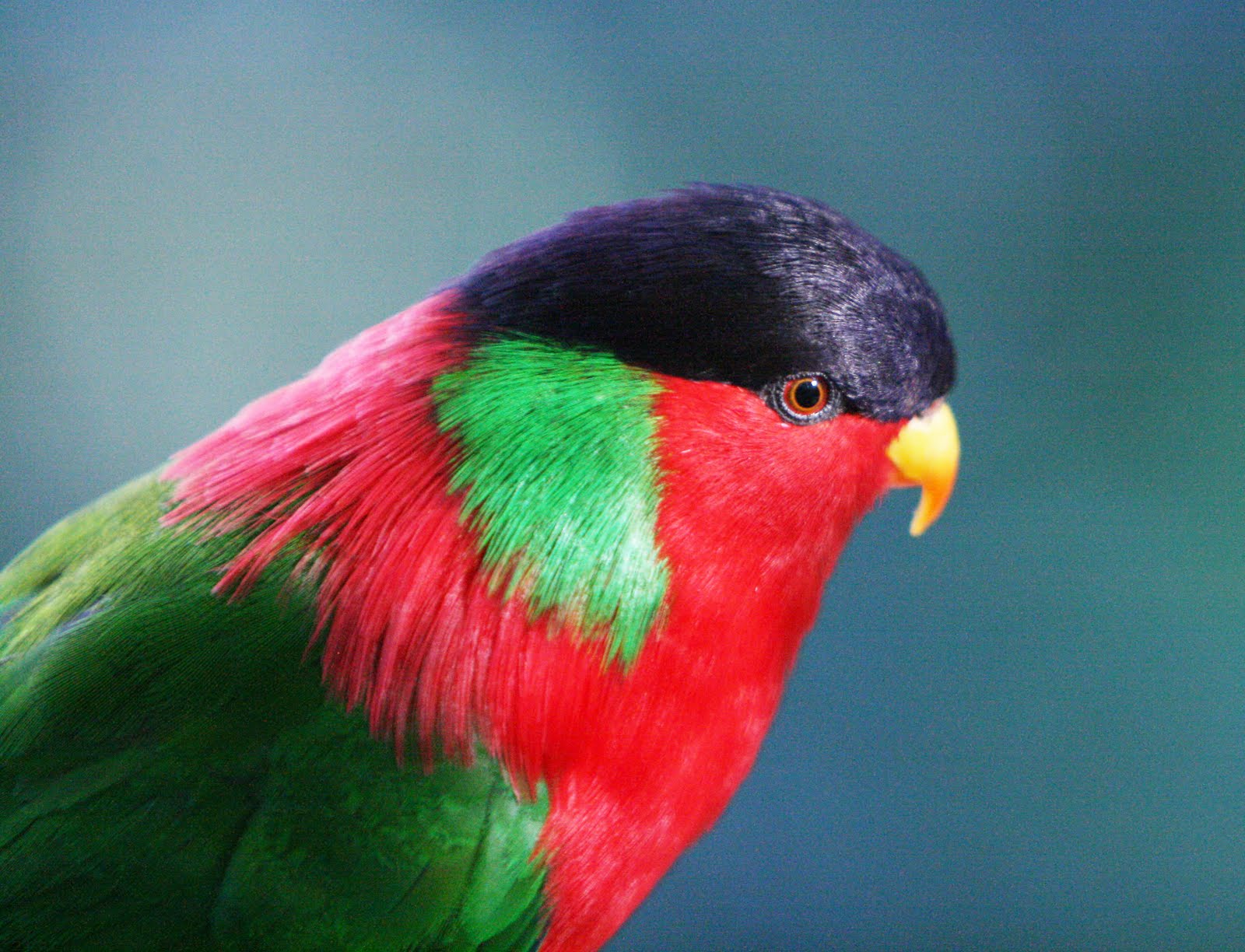 Tropical Bird Exotic Birds