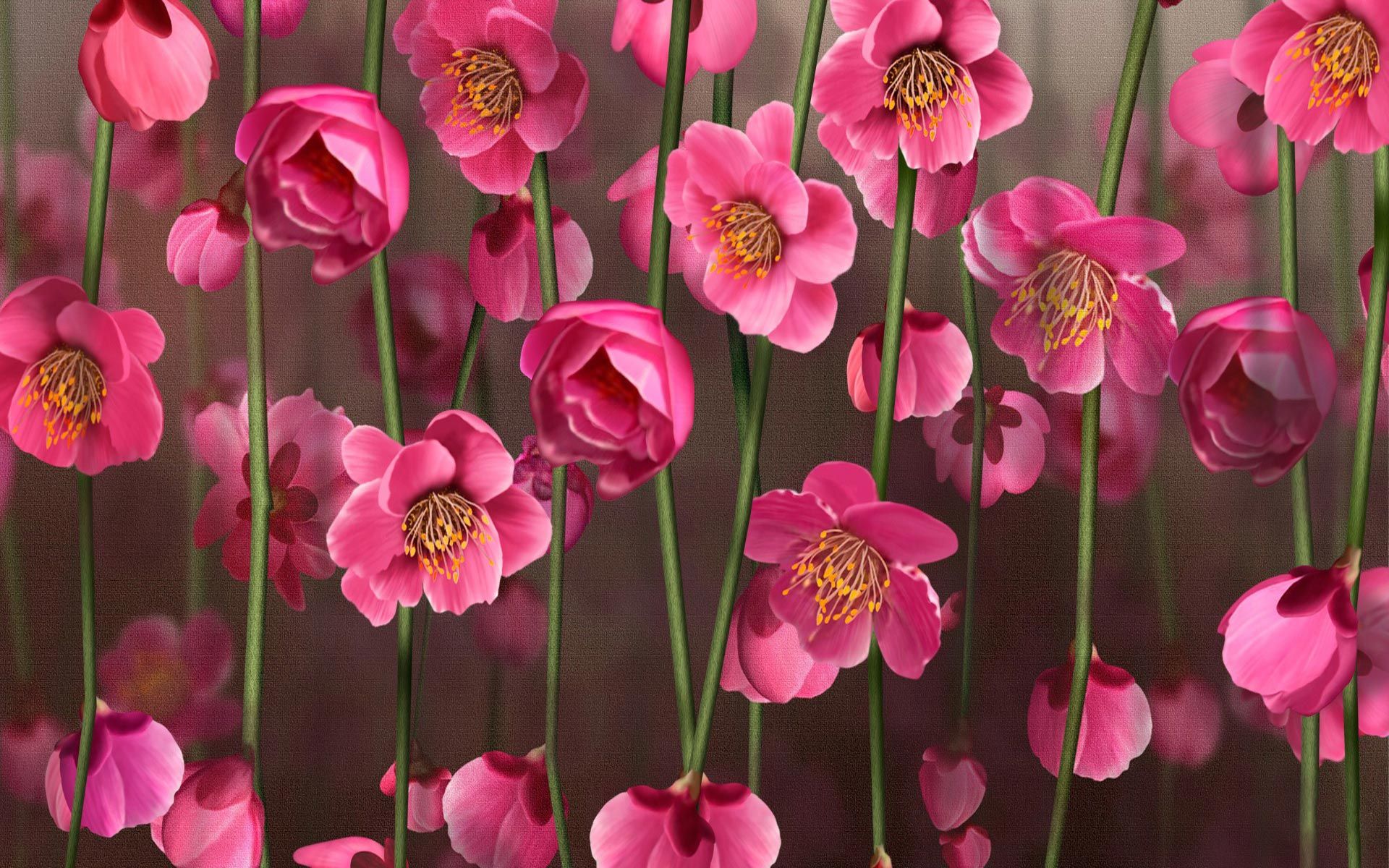 Free download 55 Pink Flower Desktop Wallpapers Download at WallpaperBro [1920x1200] for your