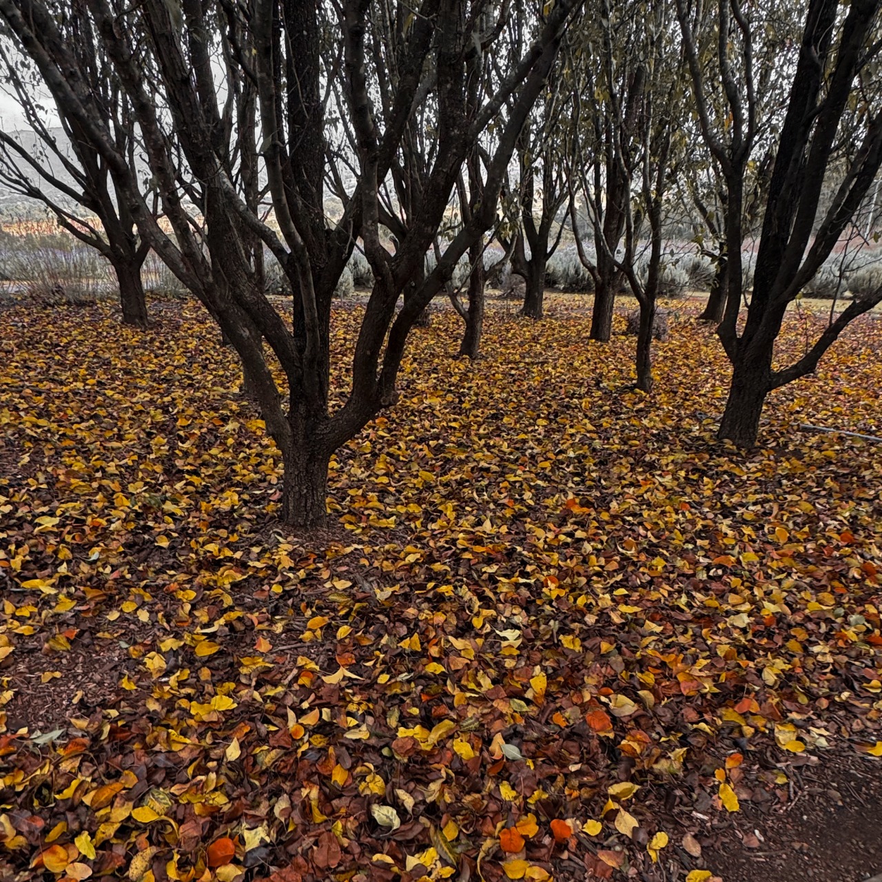 Fall Wallpaper On