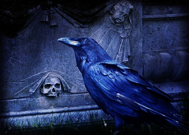 Night Raven Pictures Photos And Image For