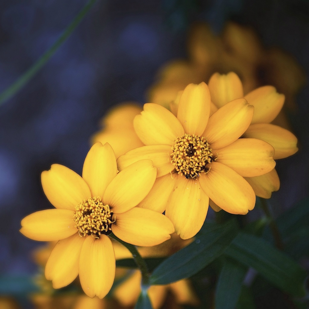 Beautiful Yellow Flower iPad Wallpaper iPhone
