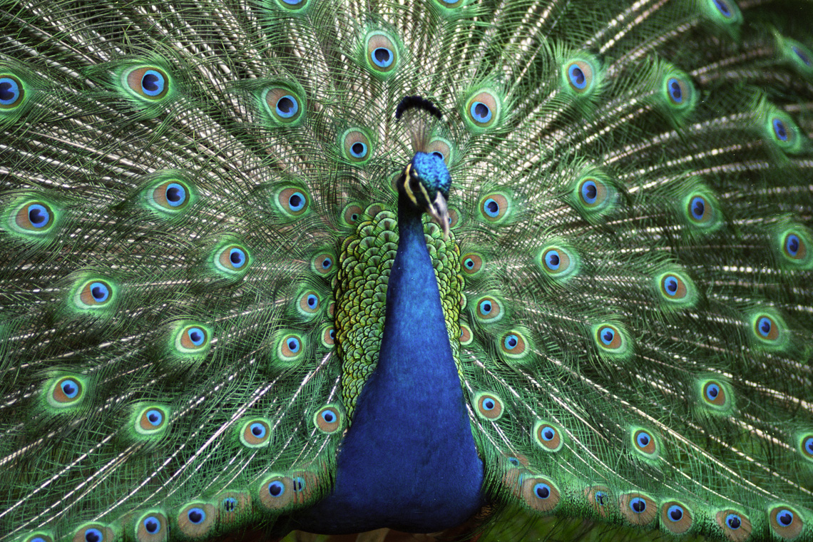 Peacock HD Wallpaper High Definition Background