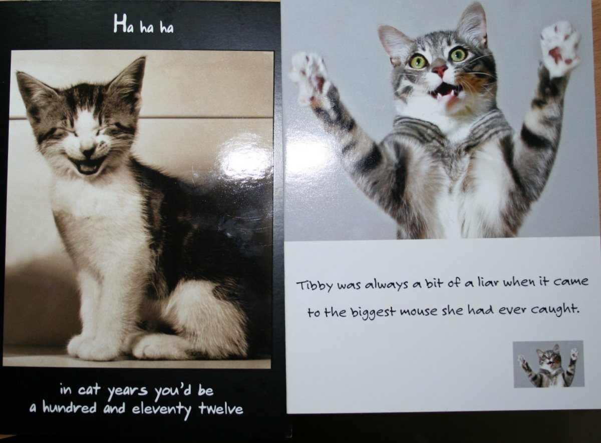 By The Way Here S Some More Funny Cat Cards That Daddycat Got Late