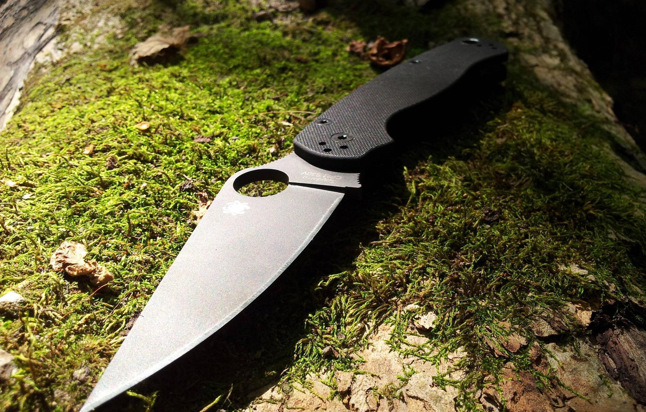 Wallpaper Forest Tree Moss Knife Spyderco Paramilitary