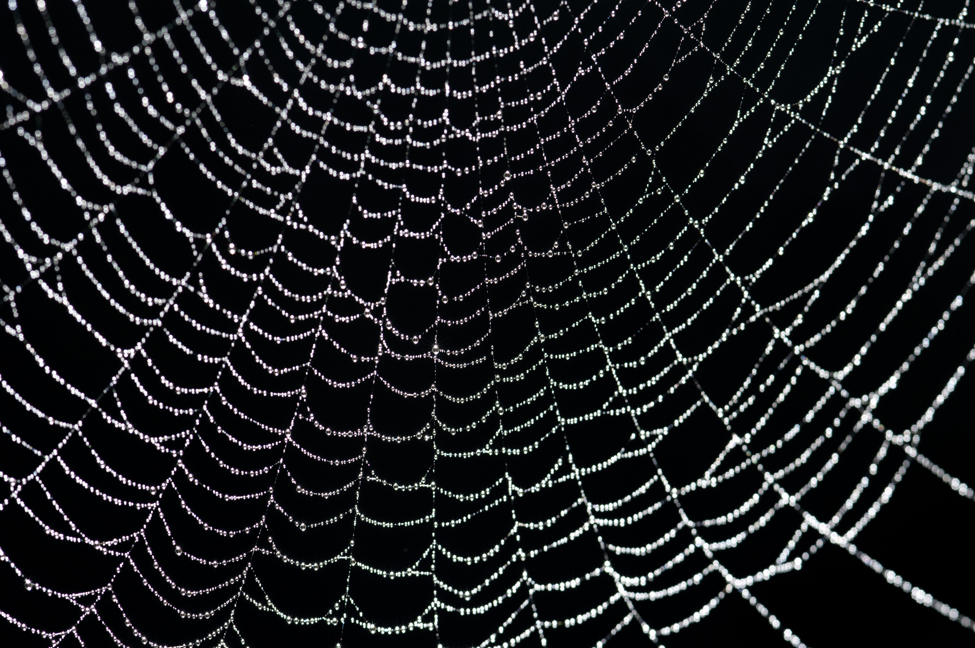 Sparkling Water Droplets In A Spider Web Stockarch