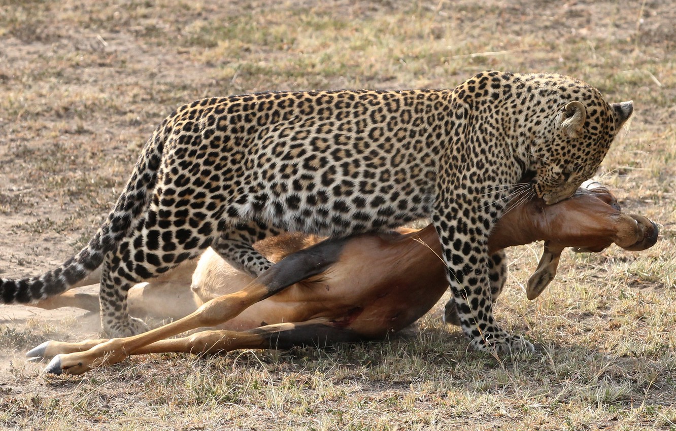 Wallpaper Cat Leopard Hunting Antelope Carcass Image For
