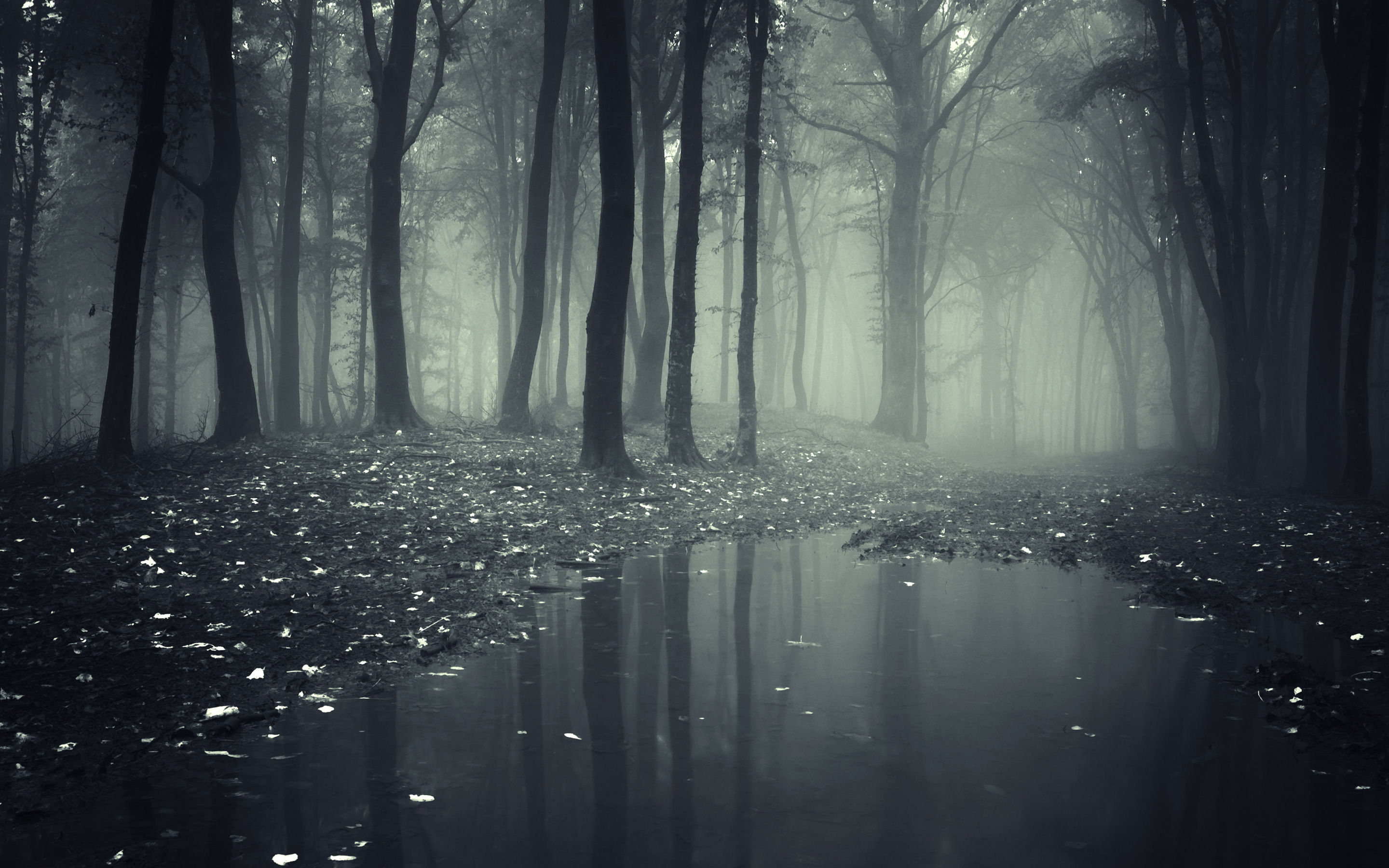 Creepy Dark Forest HD Wallpaper 2880x1800