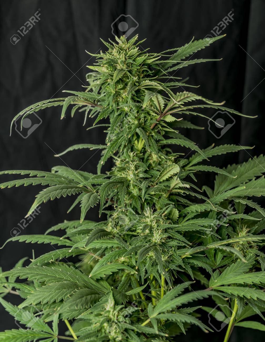 Green Marijuana Flower Bubba Kush Variety And Black Background