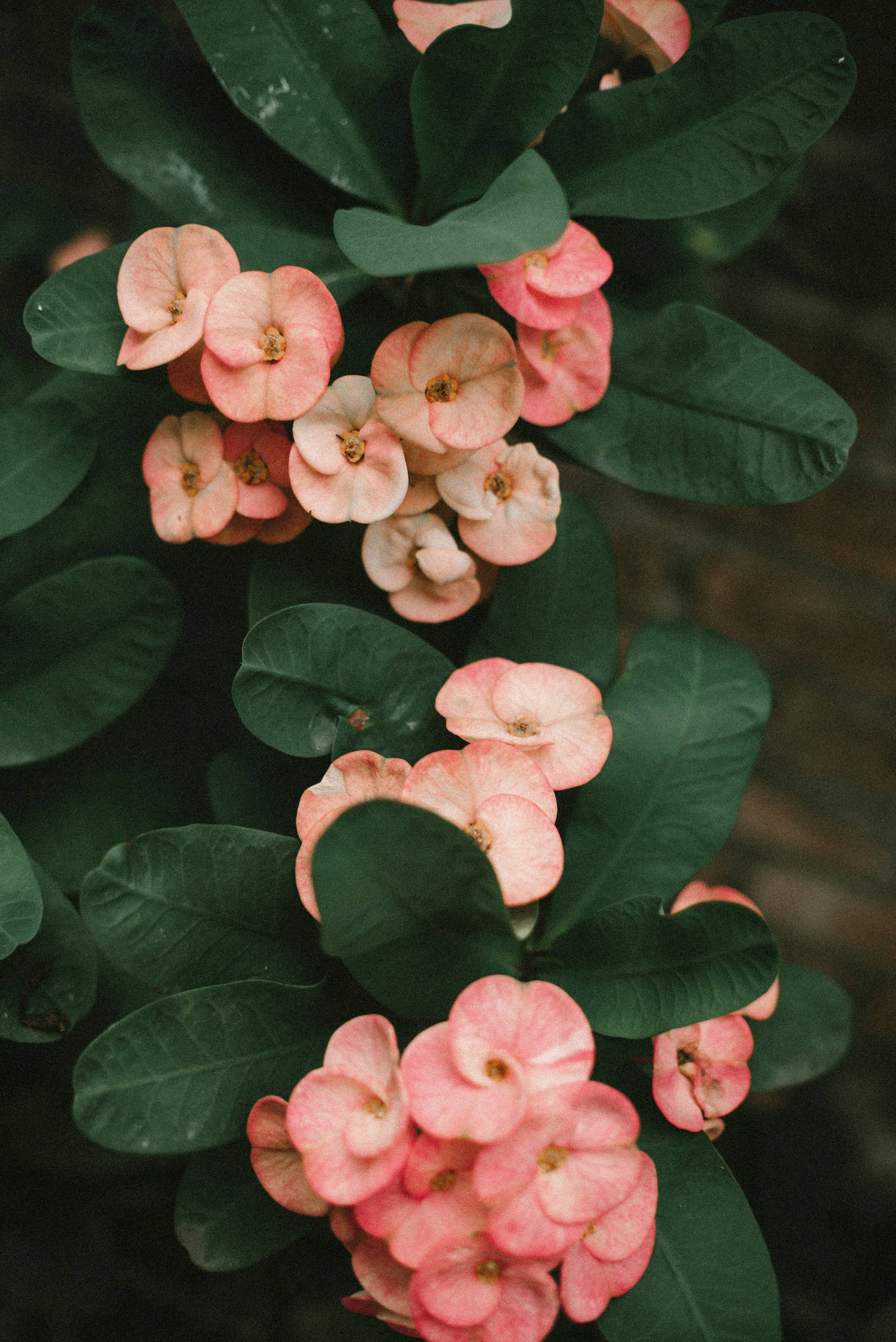 Flower Android Wallpaper