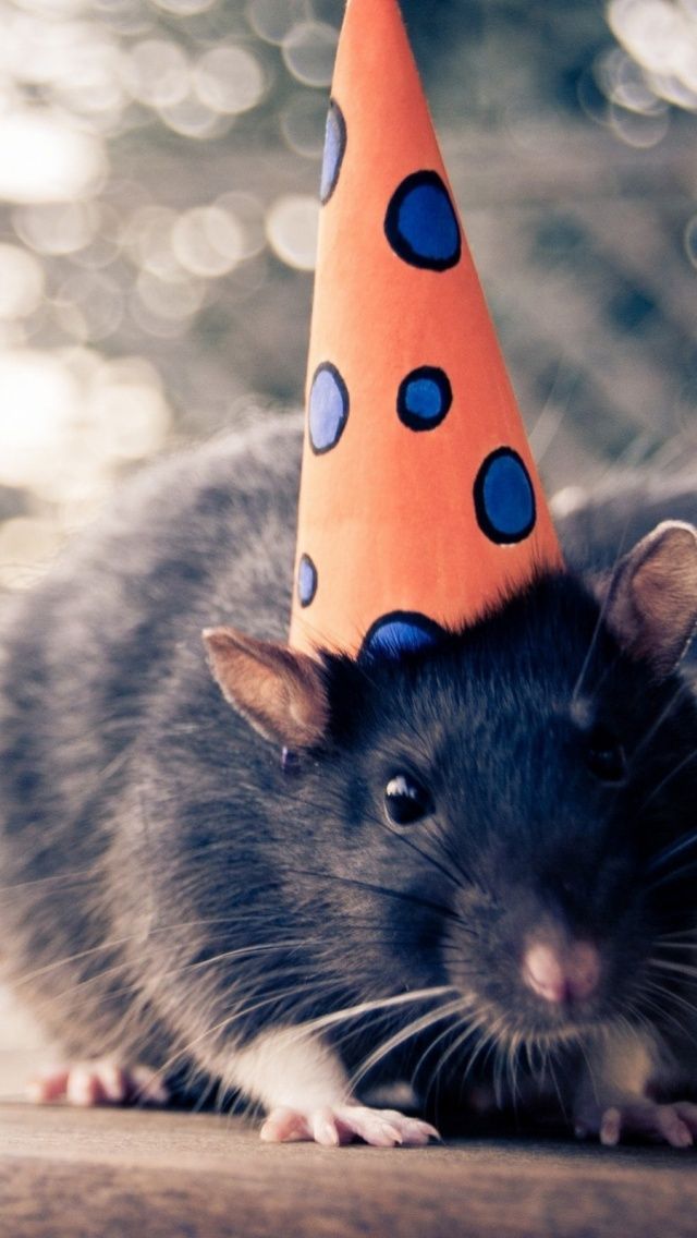 Funny Rat Mobile Wallpaper Mobiles Wall Cute Rats Pet Mice