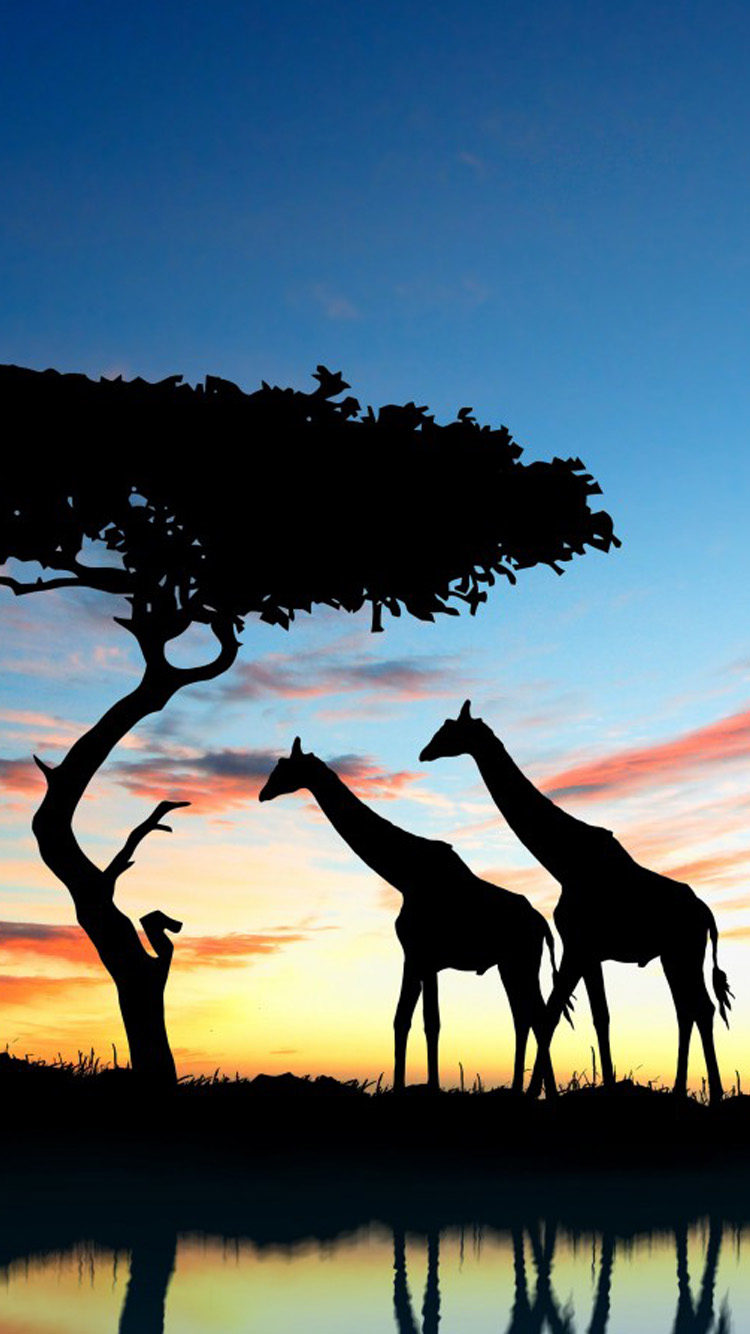 Nature And Giraffes In Africa Wallpaper For Phone