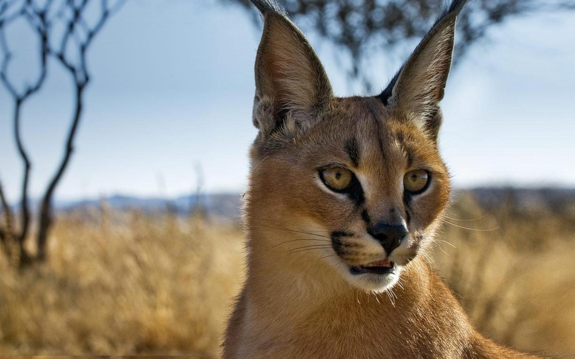 Animals Namibia Caracal Bing Blurred Background Wallpaper