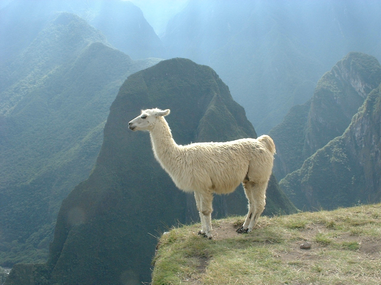 Lama Wallpaper Animal Hq Picture