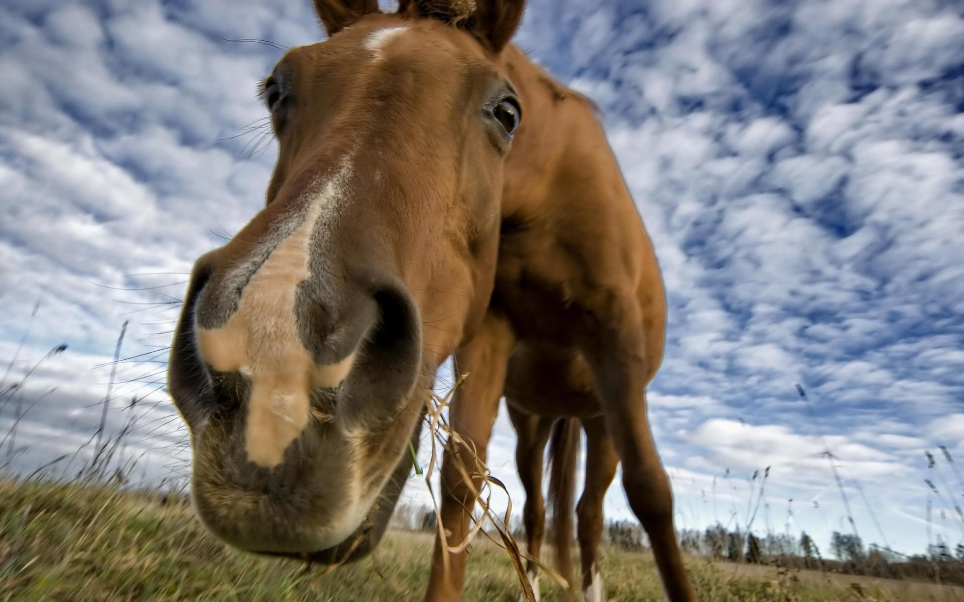 Close-up of a brown and white horse grazing in a field with a cloudy sky