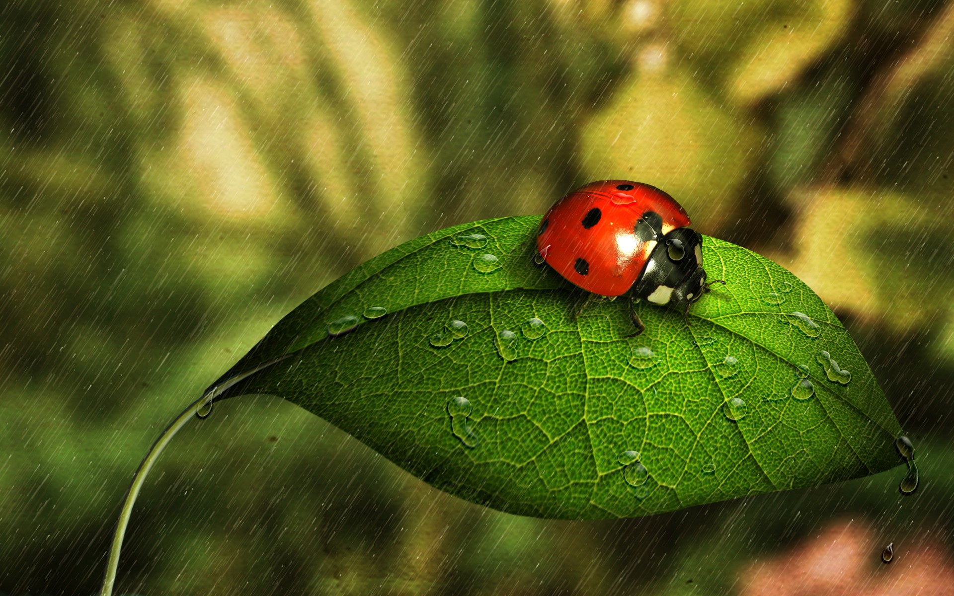 Ladybird Ladybugs Wallpaper