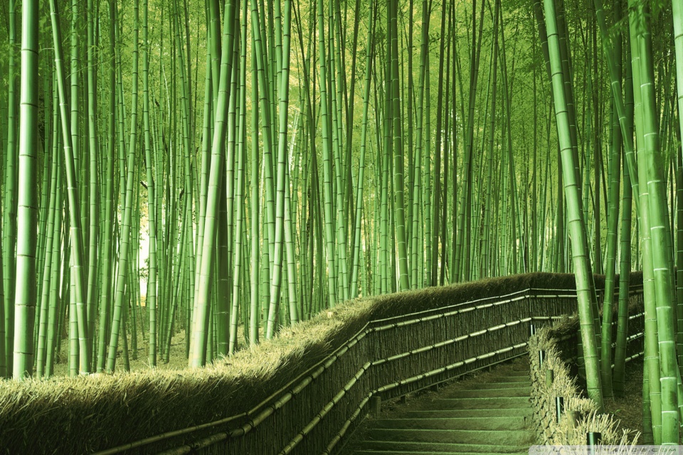 Bamboo Forest Background Wallpaper Awesome