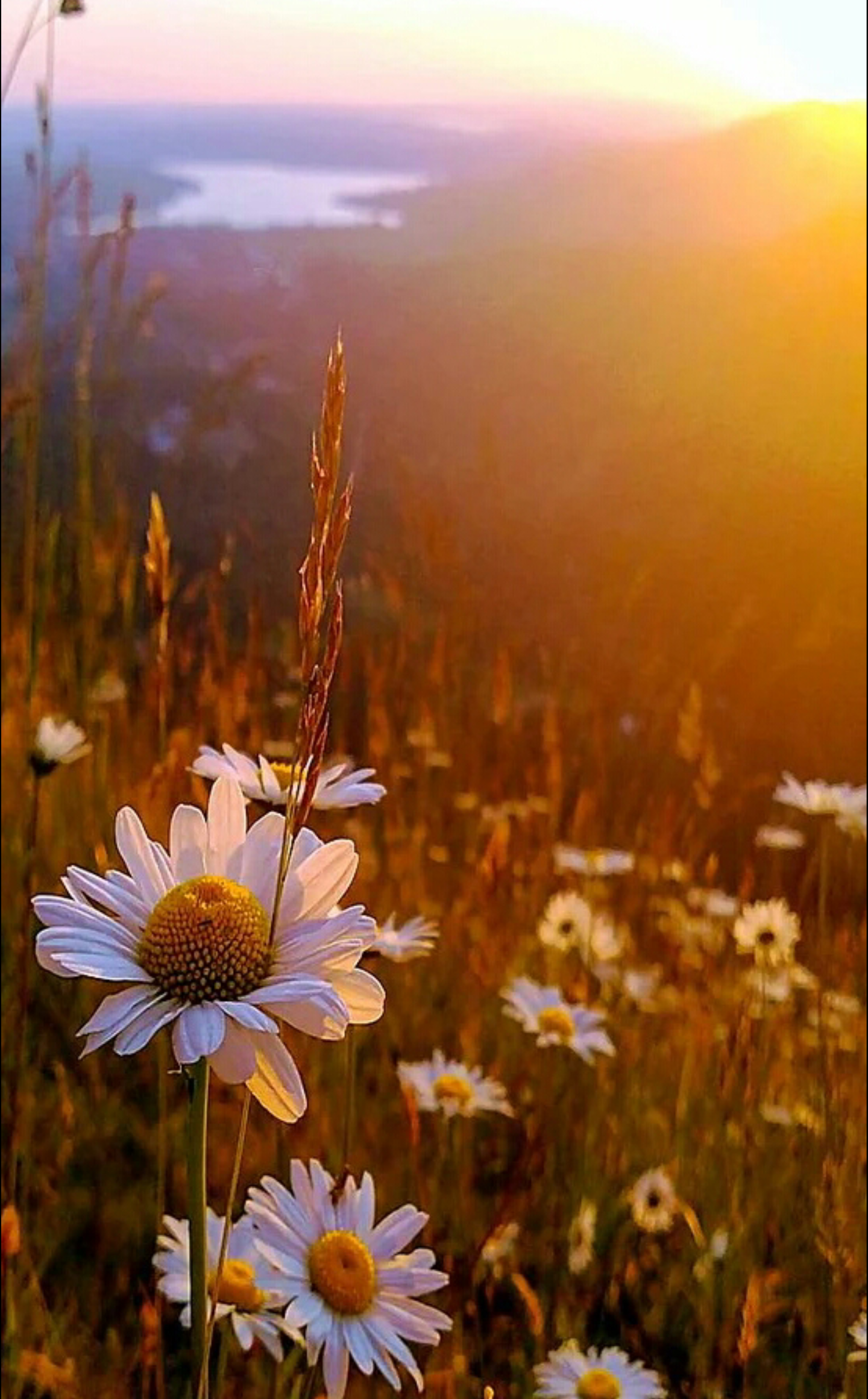 Yellow Natural Beauty Aesthetic Wallpaper Flowers