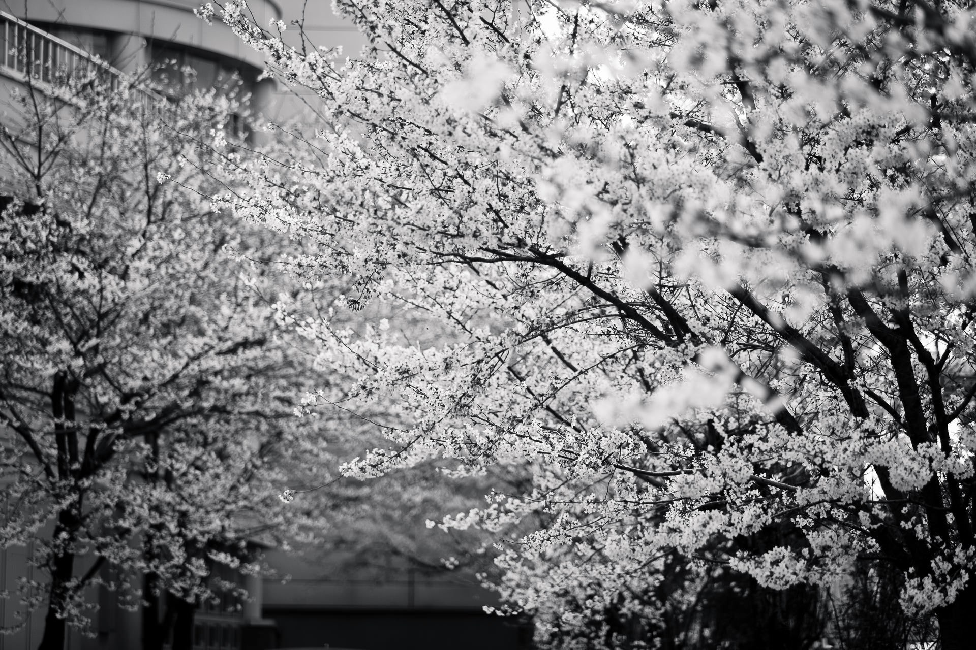Black And White Picture Of Cherry Blossom Tree In Bloom Spring Wallpaper
