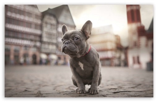 French Bulldog HD Desktop Wallpaper Widescreen