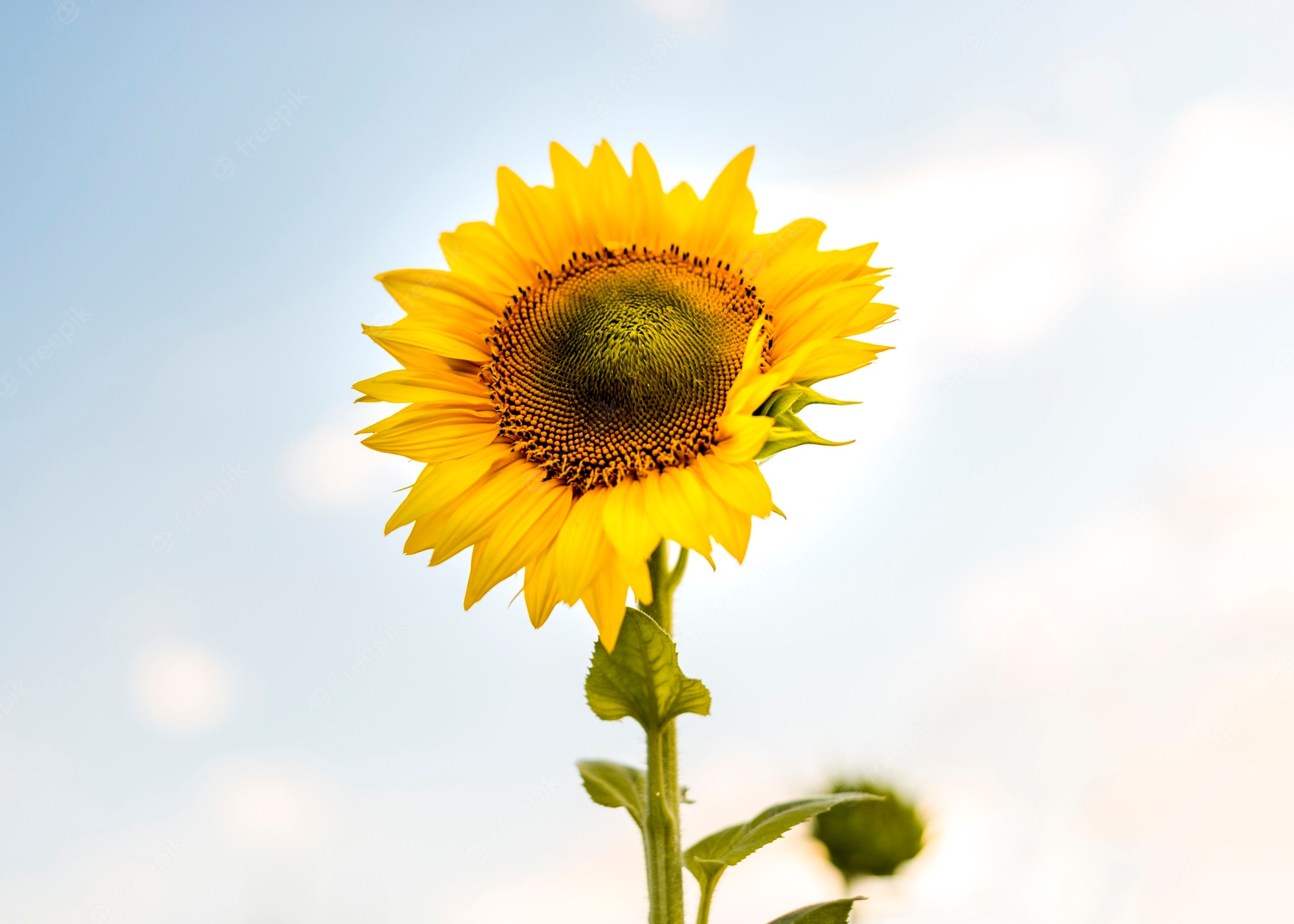 Premium Photo Beautiful Single Sunflower Closeup