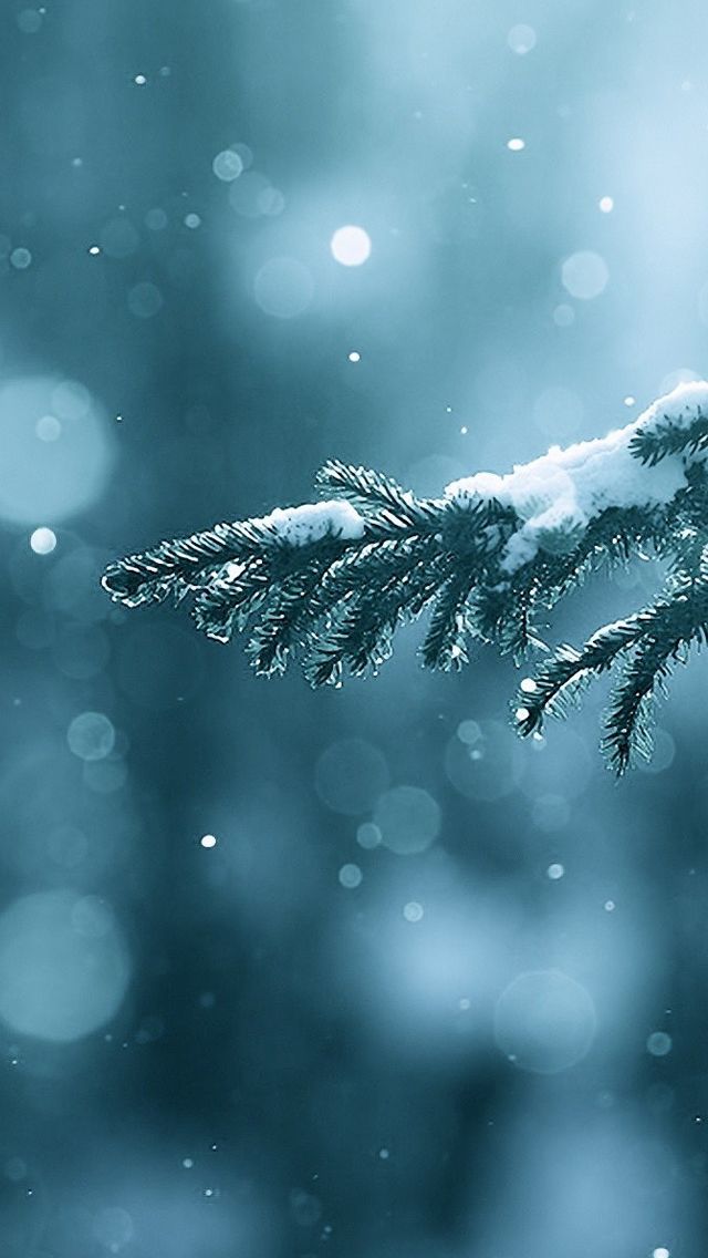 Winter Season Snow Trees Lens Flare iPhone 5s Wallpaper