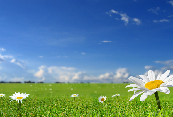Wallpaper Flower Camomile Summer Field Grass Blue Sky Desktop