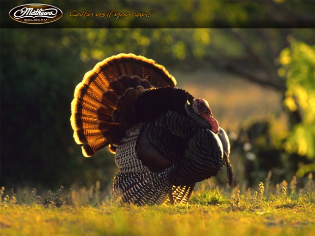Turkey Hunting Background Wallpaper