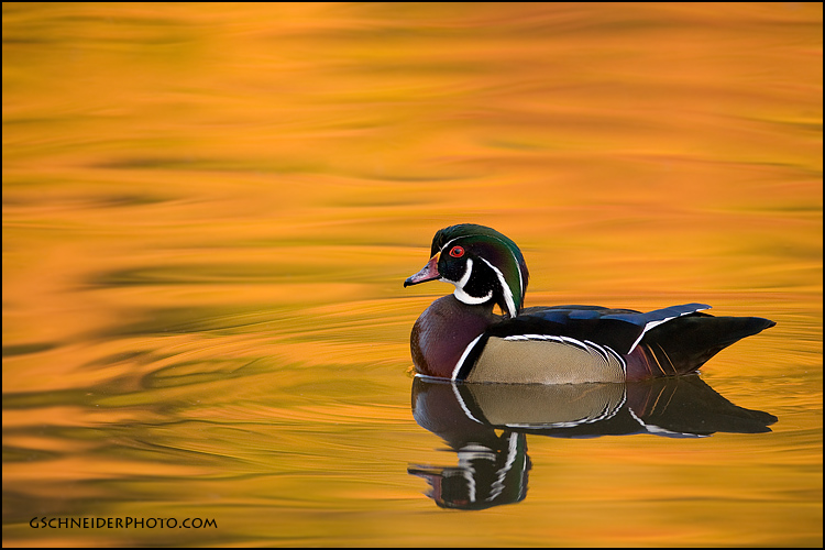 Wood Duck Wallpaper Reflections By
