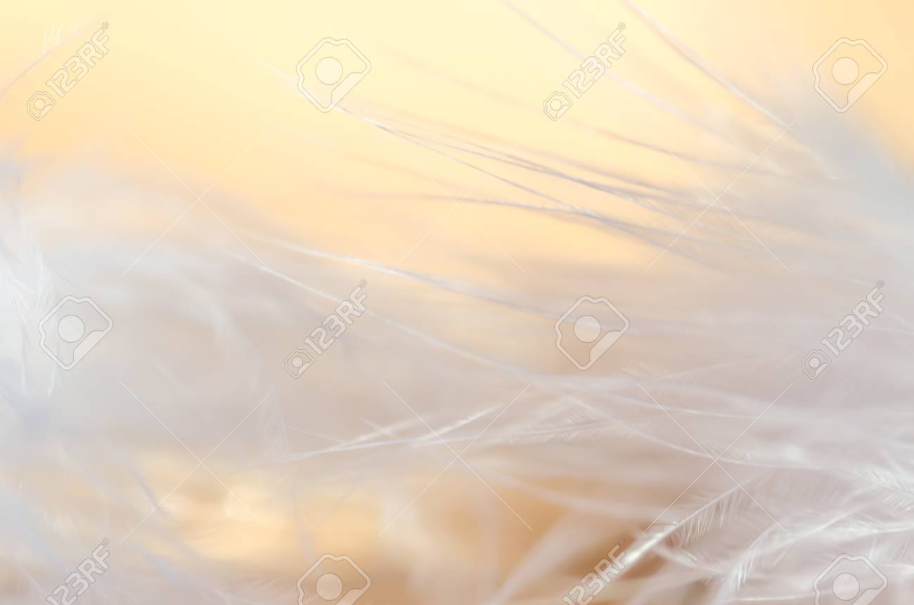 Gentle Background With Macro Feathers The Abstract Image For
