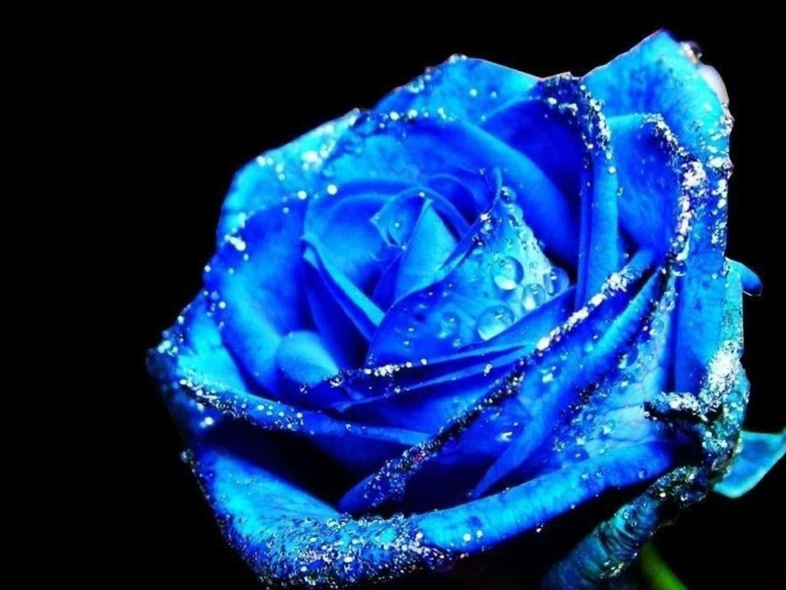 Blue Rose Wallpaper