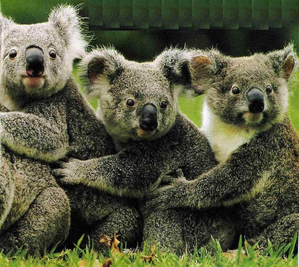 Cute Koala Bears