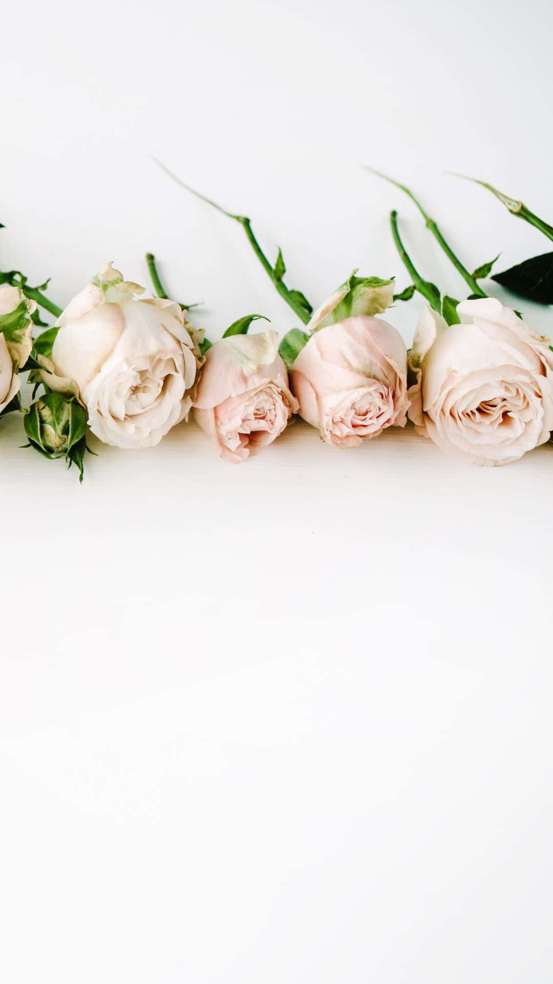 En HD Rose X Wallpaper