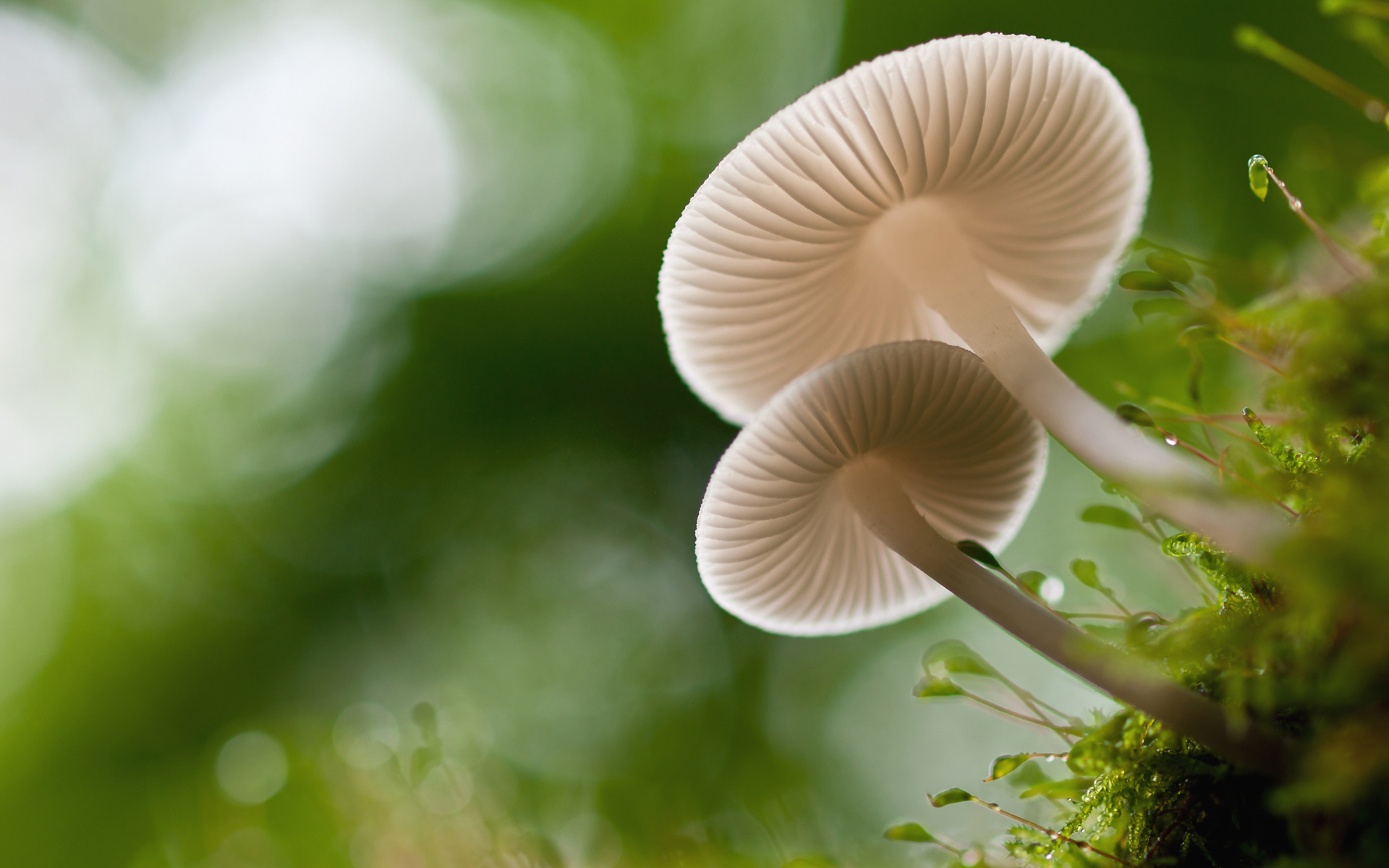 Name HD Mushroom Wallpaper And Photos Nature