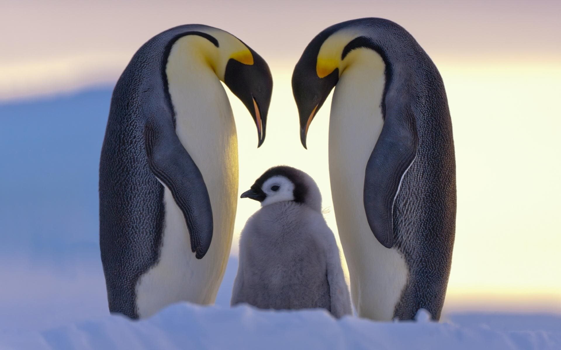 Download wallpapers penguins family little penguin north ice