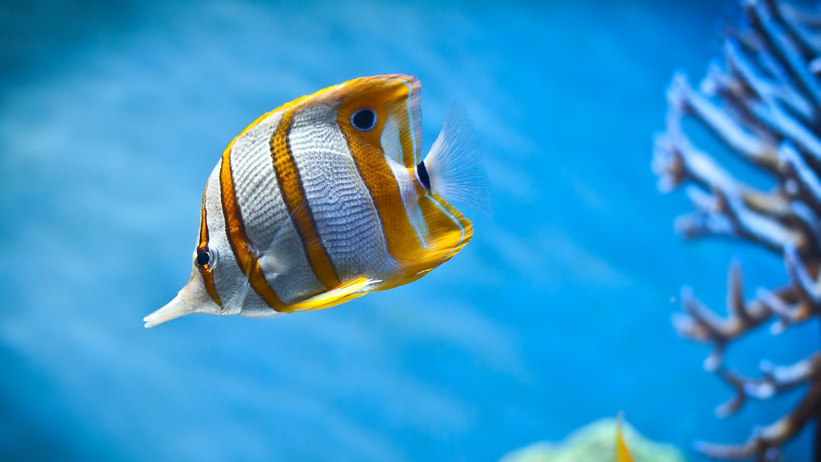 Animated Wallpaper Windows Fish