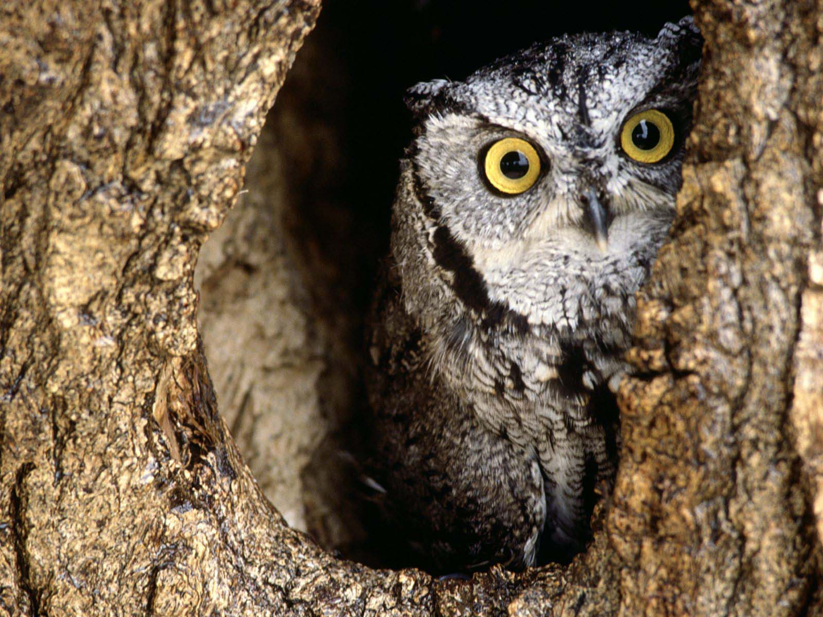 Owls Wallpaper Screech Owl
