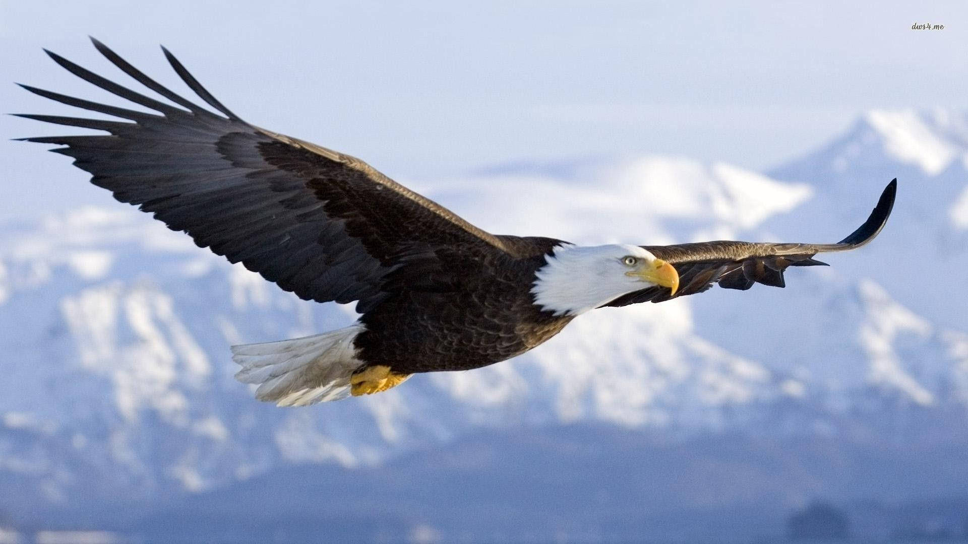 Bald Eagle Wallpaper