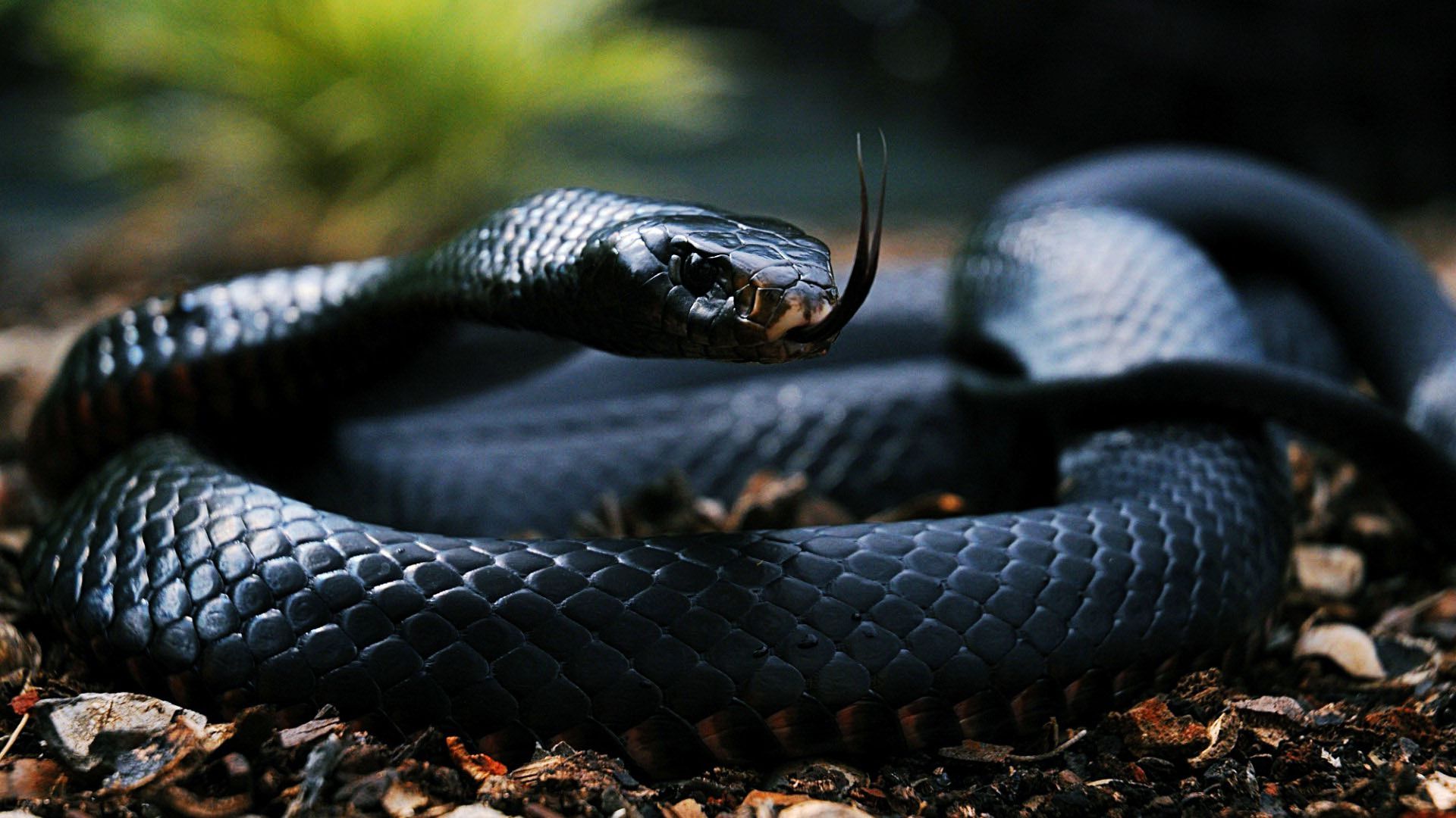 Best Monstrous Black Snake Wallpaper Pics With
