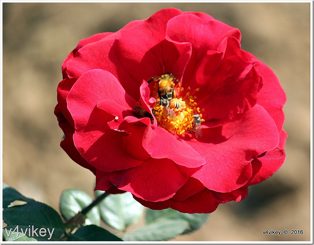Beautiful Preference Red Rose Flower Wallpaper Tadka