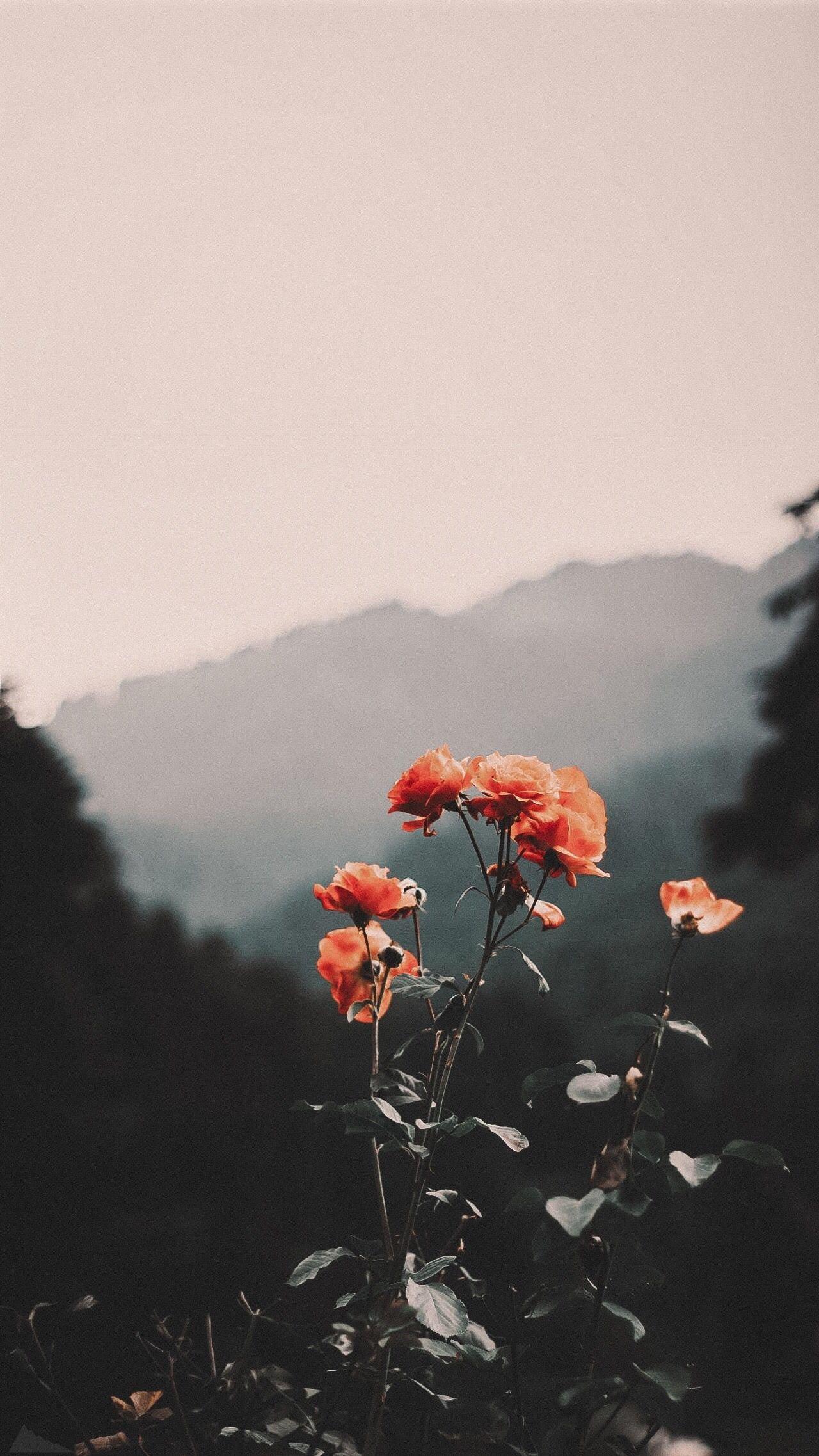 Vintage nature Wallpapers Download MobCup